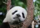 Nagy panda, vagy bambusz medve, vagy óriási panda